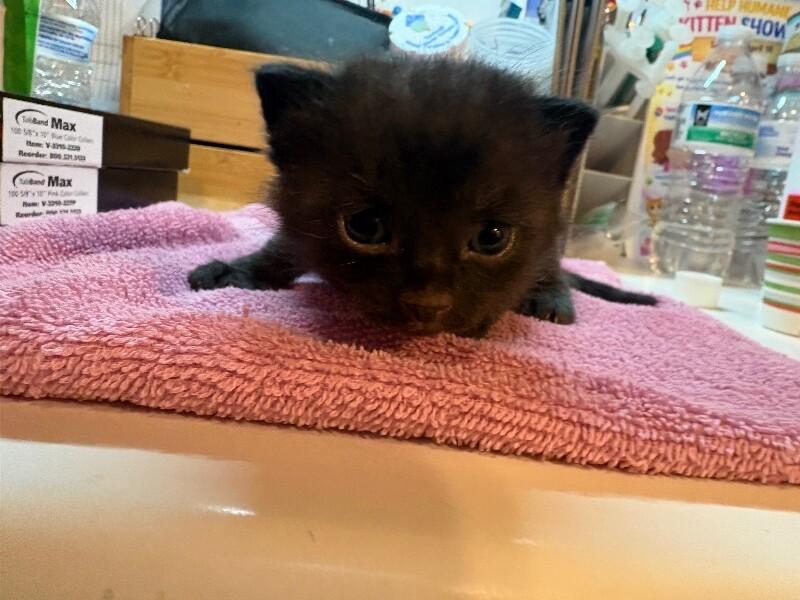 Enlarge Pumpernickel, a Adoptable Domestic Short Hair in Belton, MO image 2/4