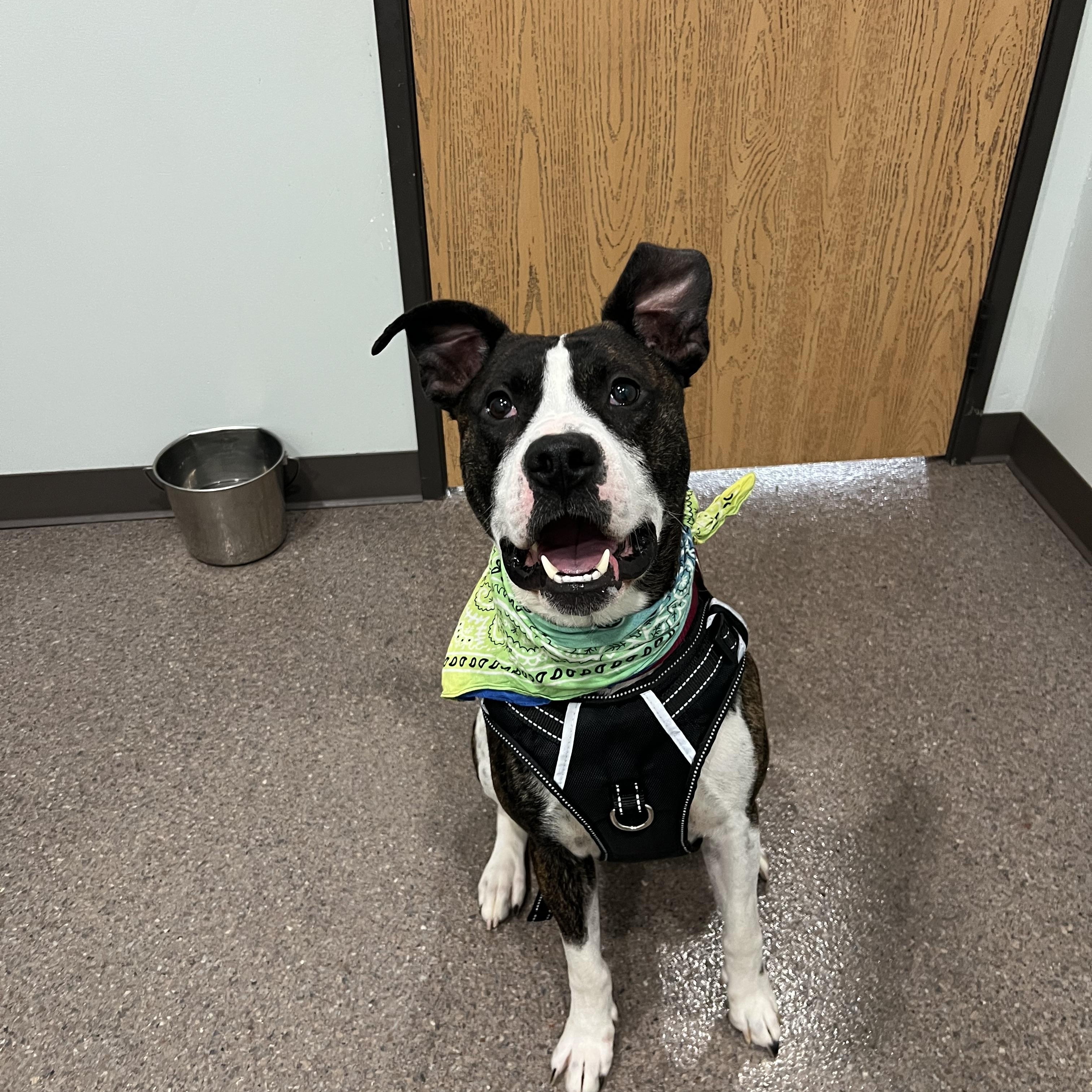 Chad, a Adoptable mixed breed in Sault Sainte Marie, MI image 3/5