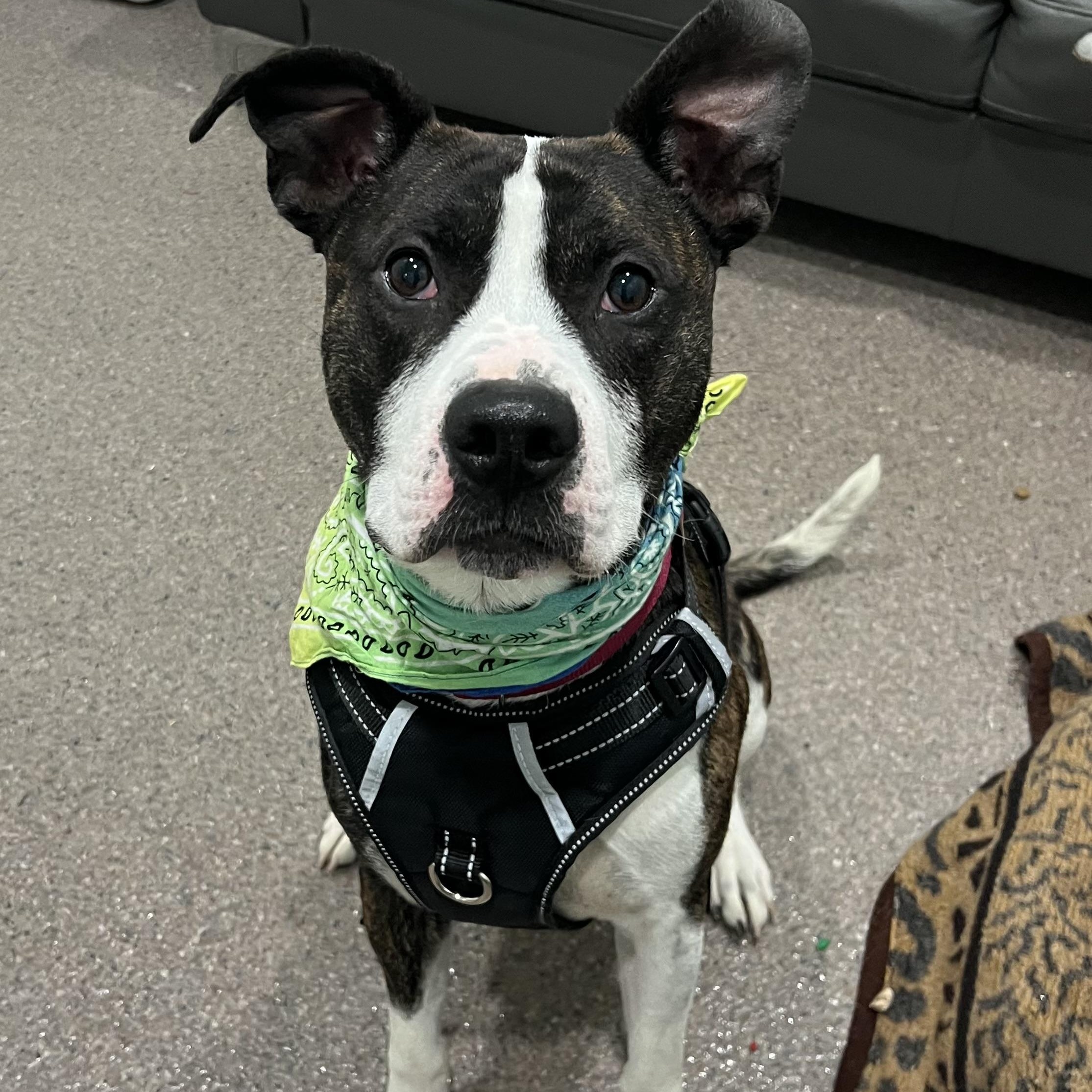 Chad, a Adoptable mixed breed in Sault Sainte Marie, MI image 4/5