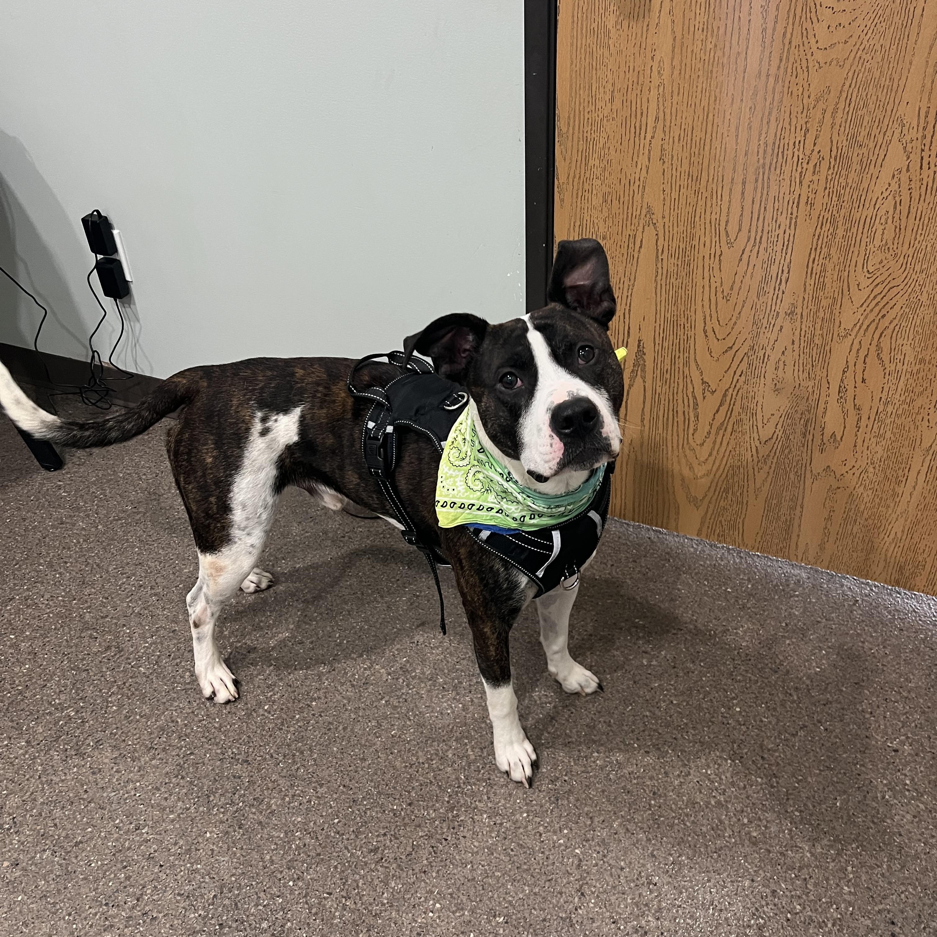 Chad, a Adoptable mixed breed in Sault Sainte Marie, MI image 5/5