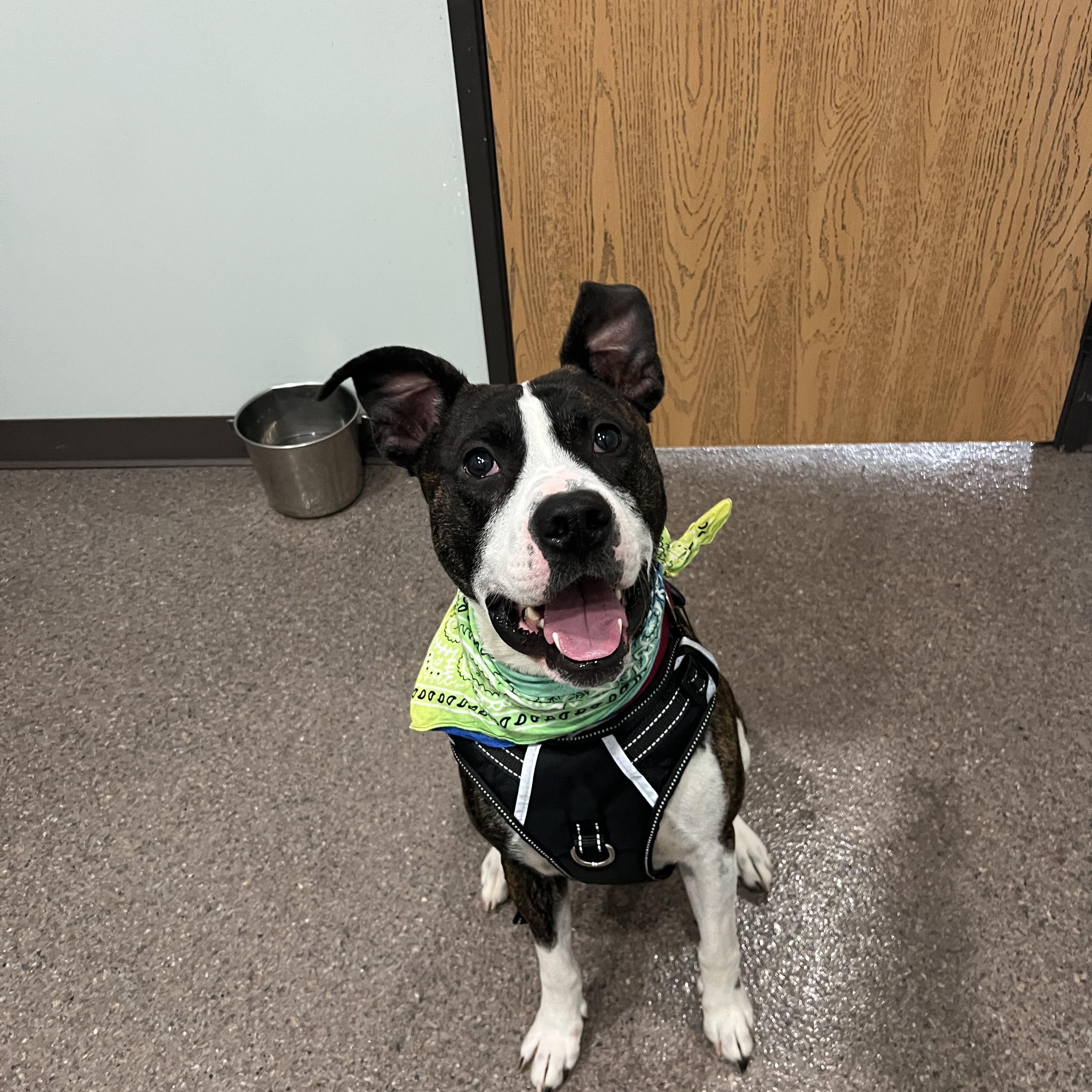 Chad, Adoptable, Adult Male American Staffordshire Terrier.