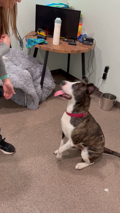 Enlarge Chad, a Adoptable mixed breed in Sault Sainte Marie, MI video 2/5