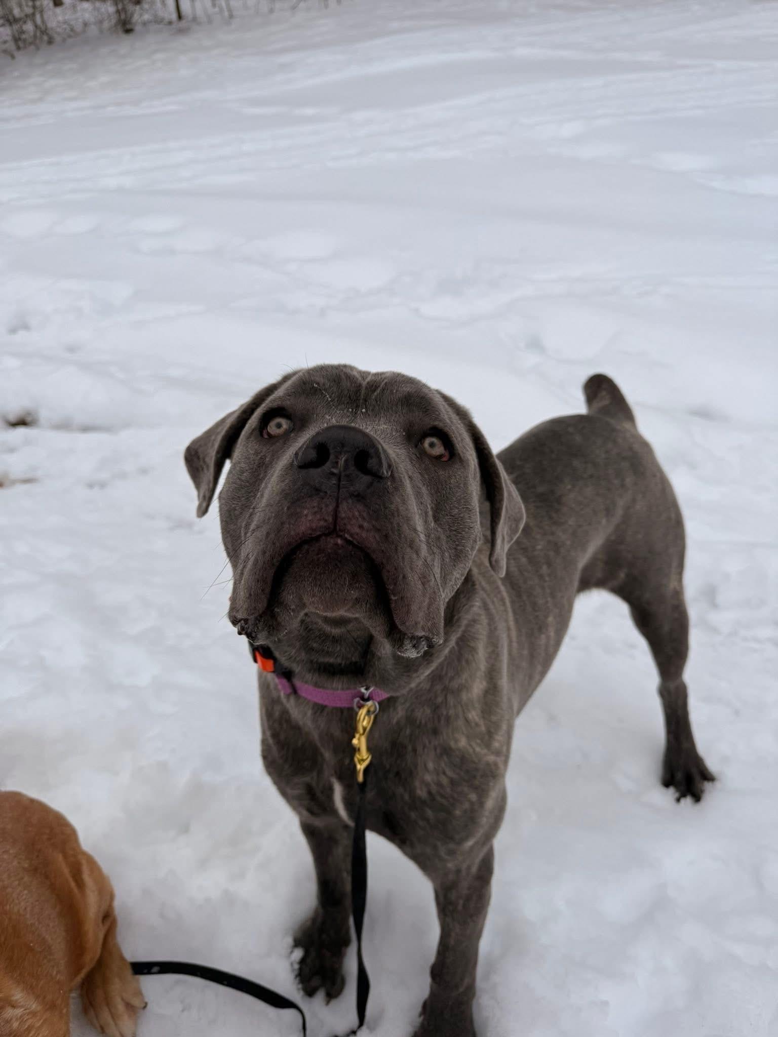 Blue, ADOPTABLE, Puppy Male Cane Corso.