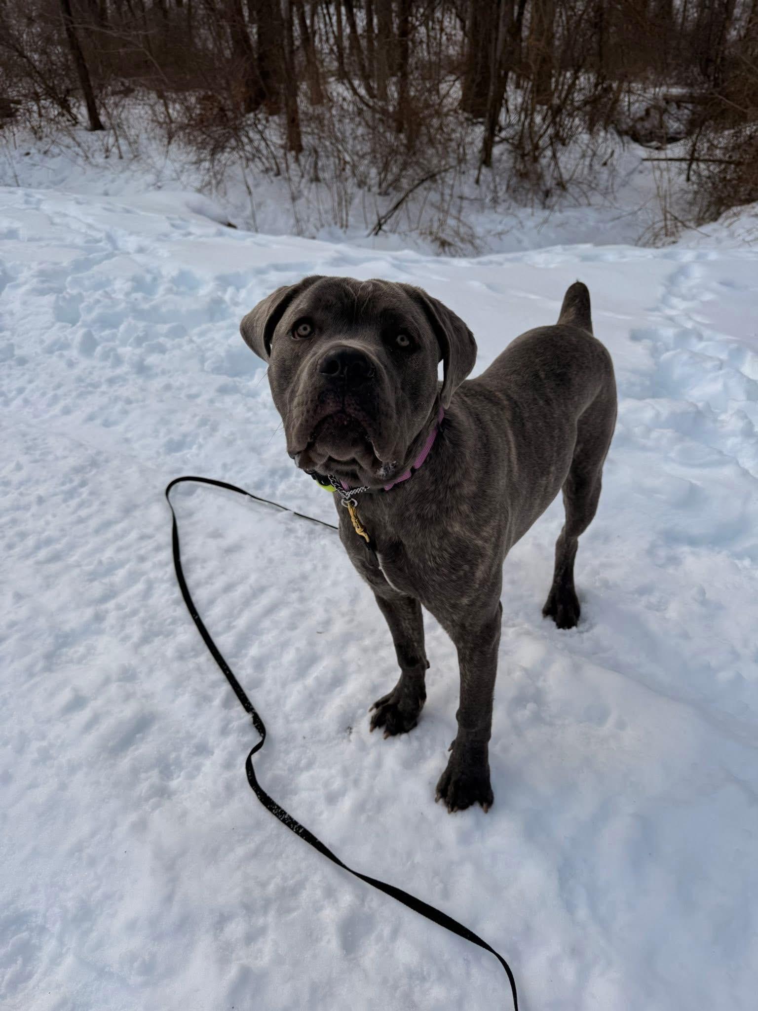 Enlarge Blue, a ADOPTABLE Cane Corso in Highland, NY image 2/3