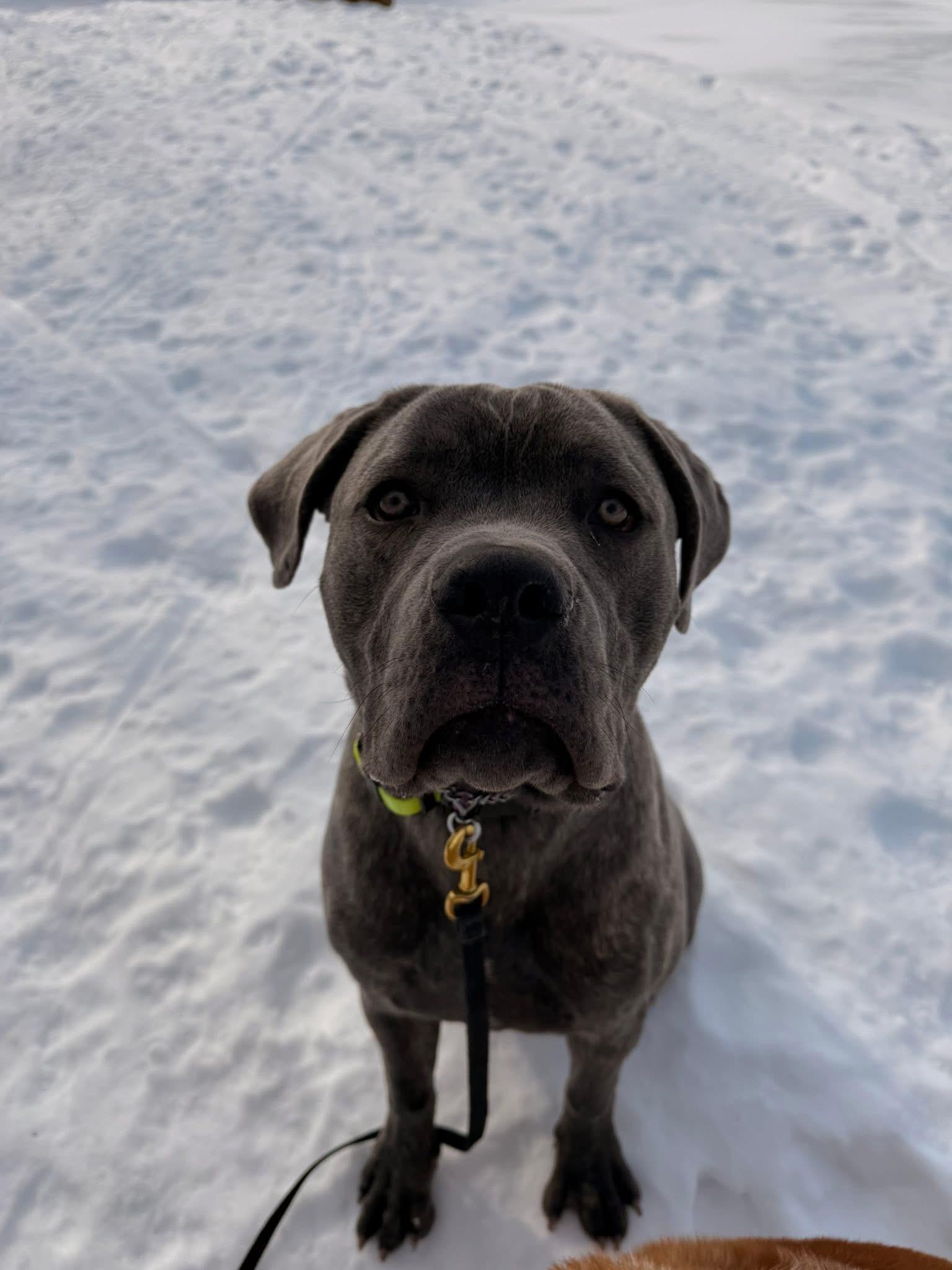 Enlarge Blue, a ADOPTABLE Cane Corso in Highland, NY image 3/3
