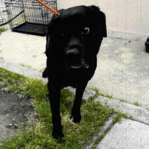 States, ADOPTABLE, Senior Male Black Labrador Retriever.