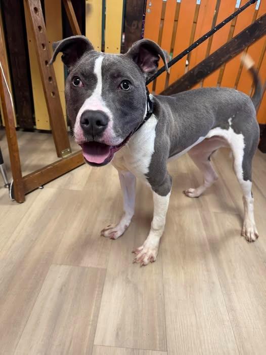 Baja Blast, Adoptable, Puppy Male Pit Bull Terrier.