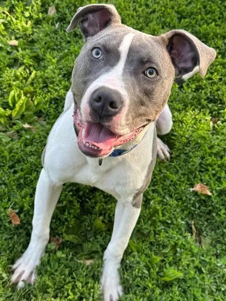 Enlarge Baja Blast, a Adoptable Pit Bull Terrier in Effingham, IL image 2/4