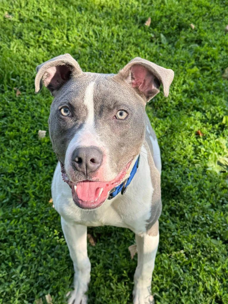 Enlarge Baja Blast, a Adoptable Pit Bull Terrier in Effingham, IL image 3/4