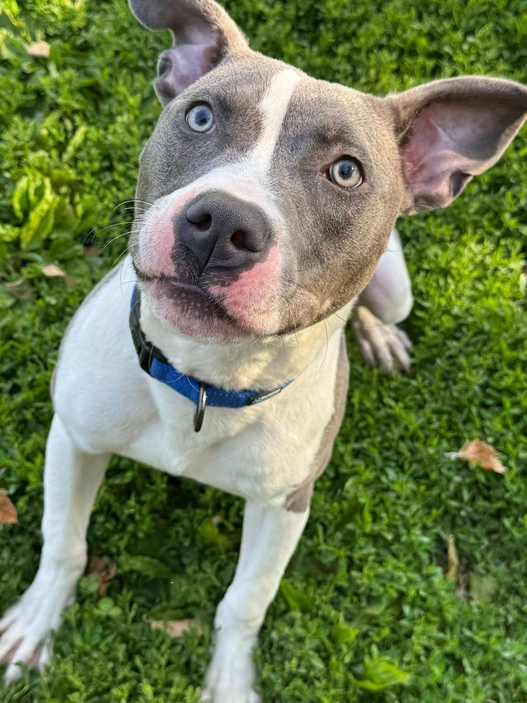 Enlarge Baja Blast, a Adoptable Pit Bull Terrier in Effingham, IL image 4/4