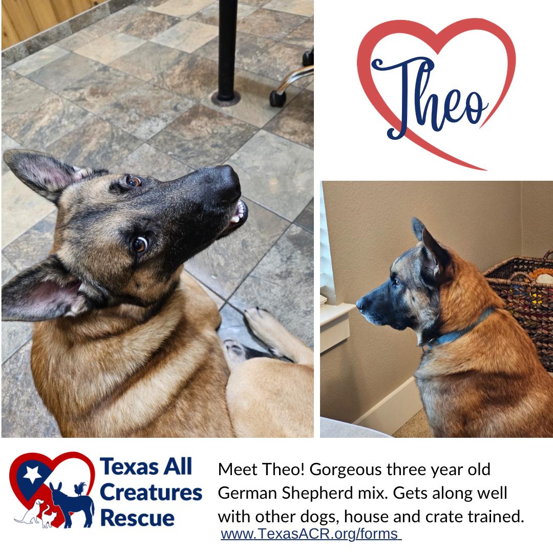 Enlarge Theo, a Adoptable German Shepherd Dog in Alvarado, TX image 1/1