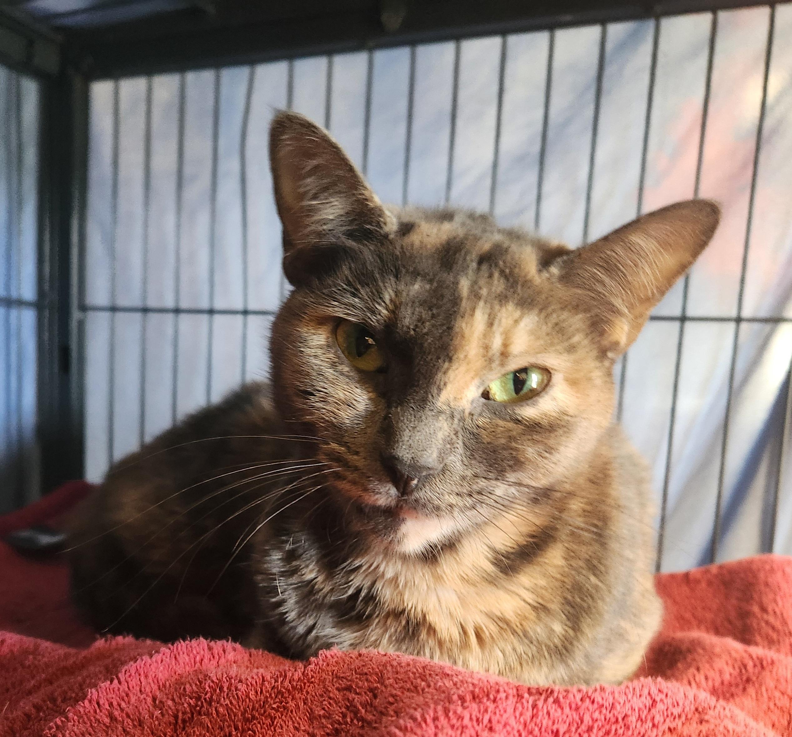 Bandit, Adoptable, Young Female Domestic Short Hair.