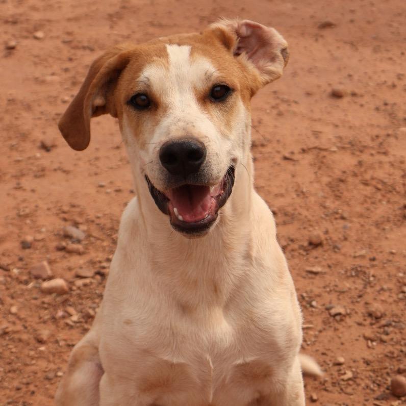 Boba Fett, a Adoptable Mixed Breed in Moab, UT image 1/6