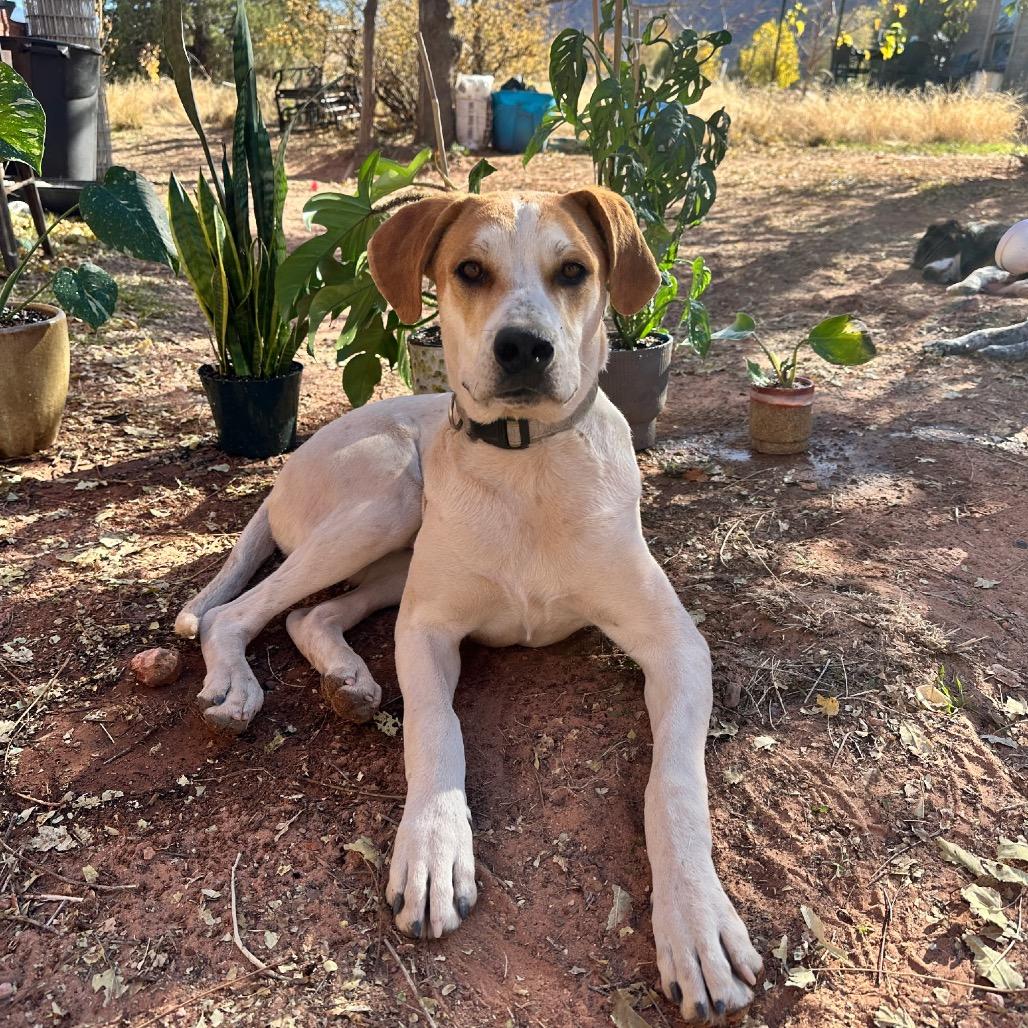 Boba Fett, a Adoptable Mixed Breed in Moab, UT image 2/6