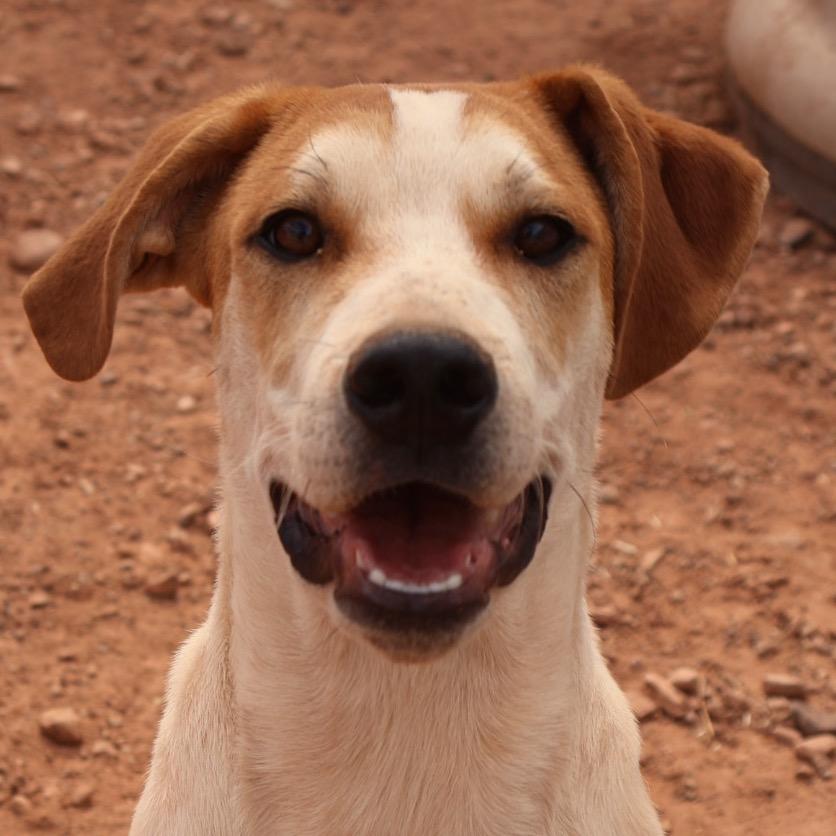Boba Fett, a Adoptable Mixed Breed in Moab, UT image 3/6