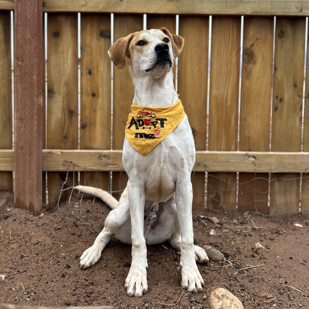 Enlarge Boba Fett, a Adoptable Mixed Breed in Moab, UT image 1/6