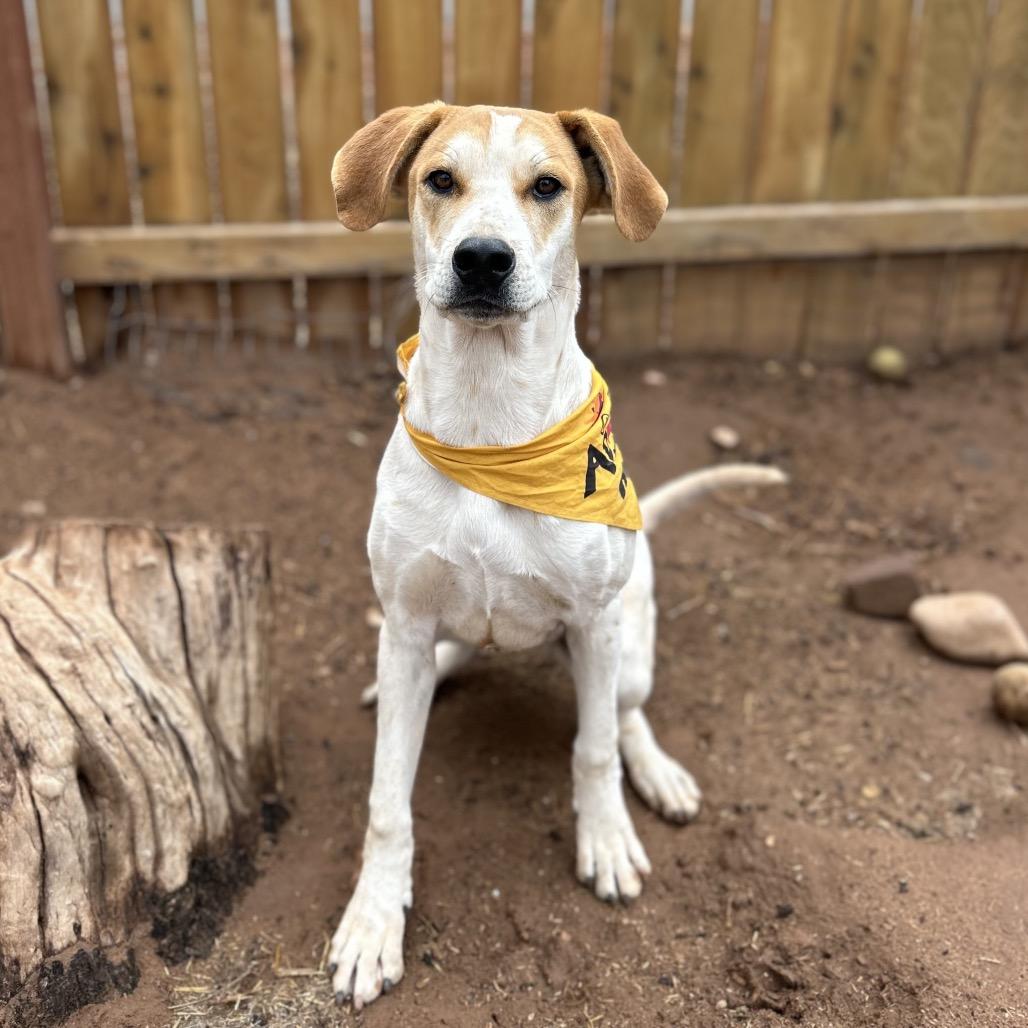 Boba Fett, a Adoptable Mixed Breed in Moab, UT image 4/6