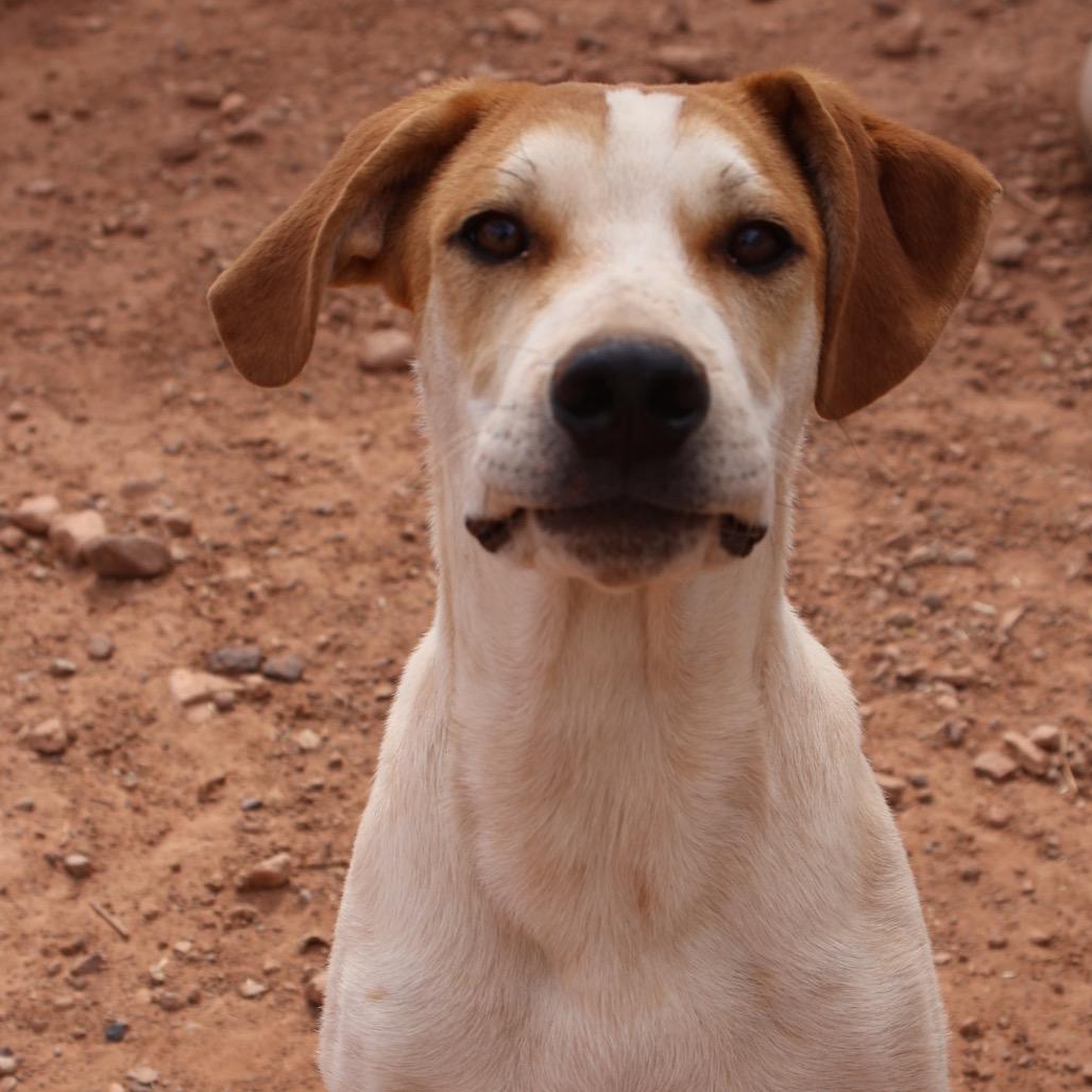Boba Fett, a Adoptable Mixed Breed in Moab, UT image 5/6