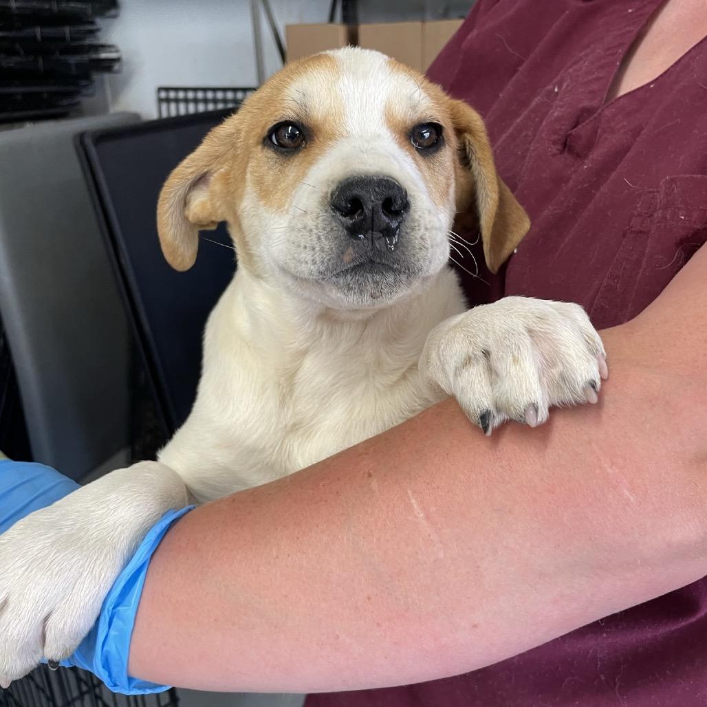 Enlarge Boba Fett, a Adoptable Mixed Breed in Moab, UT image 6/6
