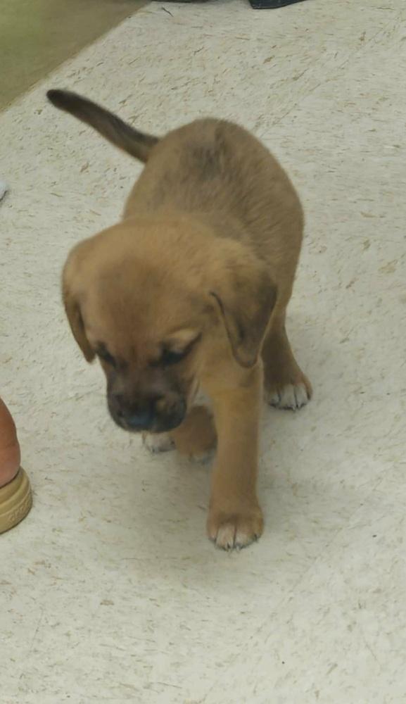 Poppy Sue, a Adopted mixed breed in Aurora, IN image 1/2
