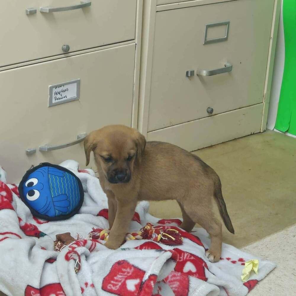 Poppy Sue, a Adopted mixed breed in Aurora, IN image 2/2