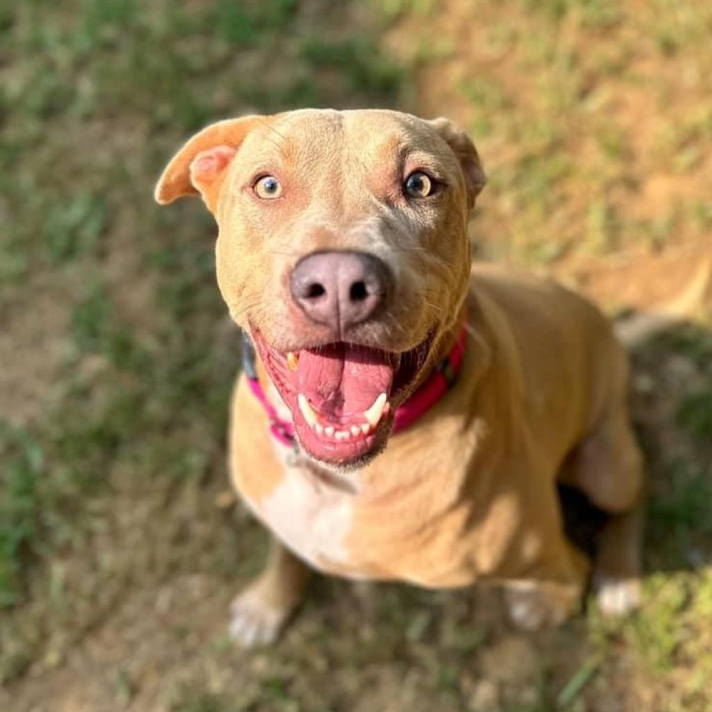 Sonny, Adoptable, Adult Male Mixed Breed & Mixed Breed.