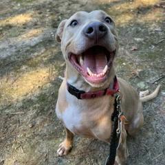 Enlarge Sonny, a Adoptable mixed breed in Fredericksburg, VA image 2/6