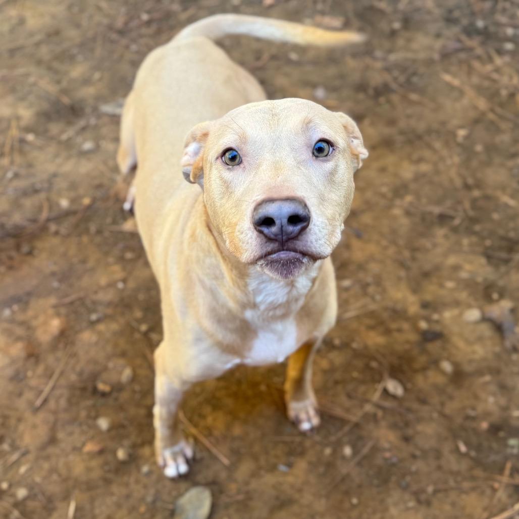 Enlarge Sonny, a Adoptable mixed breed in Fredericksburg, VA image 3/6