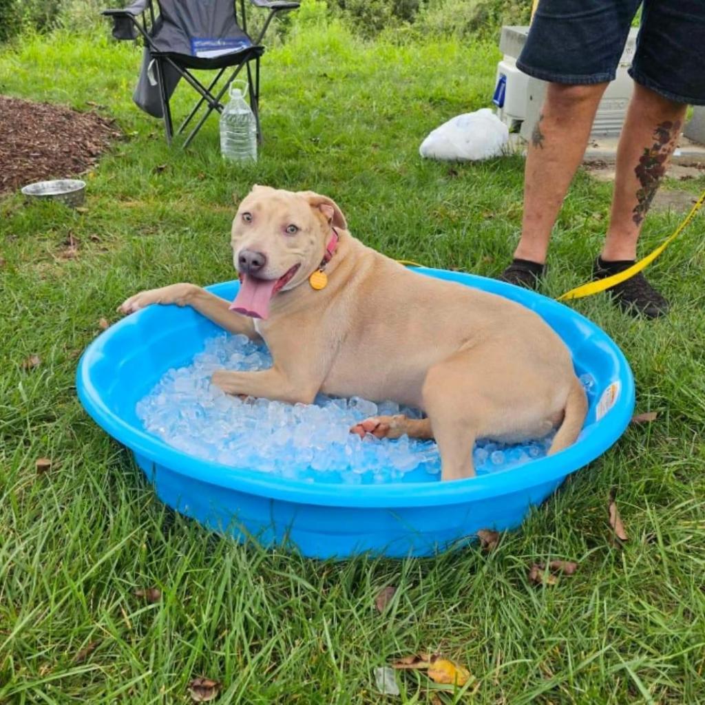 Enlarge Sonny, a Adoptable mixed breed in Fredericksburg, VA image 4/6
