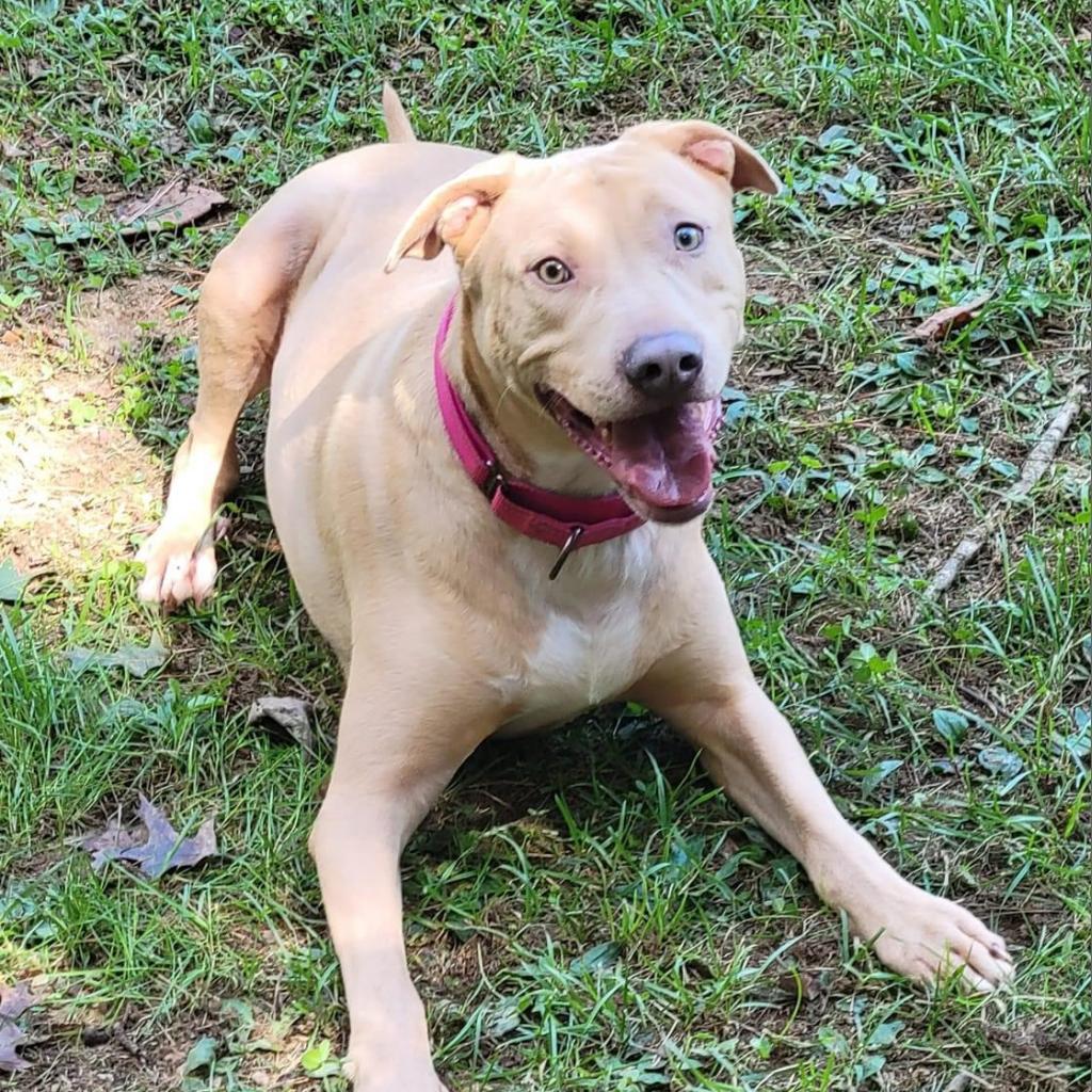 Enlarge Sonny, a Adoptable mixed breed in Fredericksburg, VA image 5/6