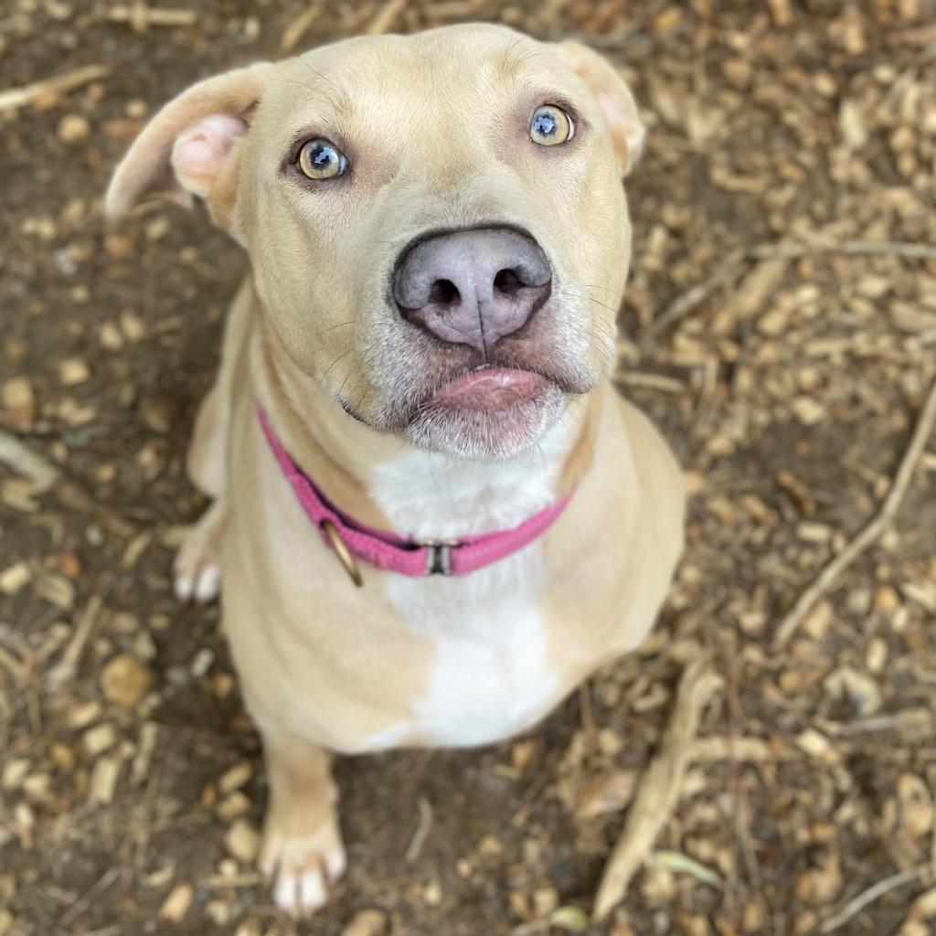 Enlarge Sonny, a Adoptable mixed breed in Fredericksburg, VA image 6/6