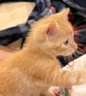 Enlarge Winston, a Adoptable American Shorthair in Lafayette, LA image 1/5
