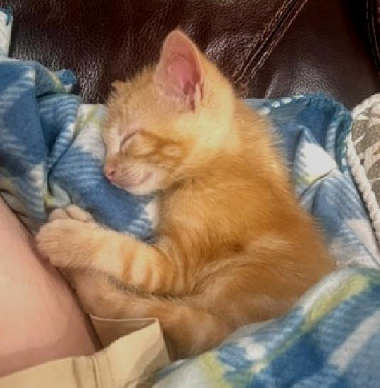 Enlarge Winston, a Adoptable American Shorthair in Lafayette, LA image 2/5