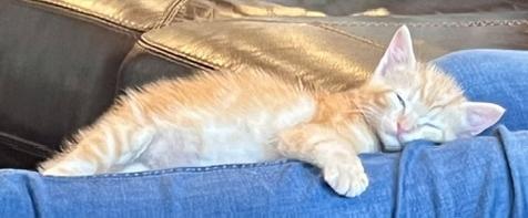 Enlarge Winston, a Adoptable American Shorthair in Lafayette, LA image 3/5