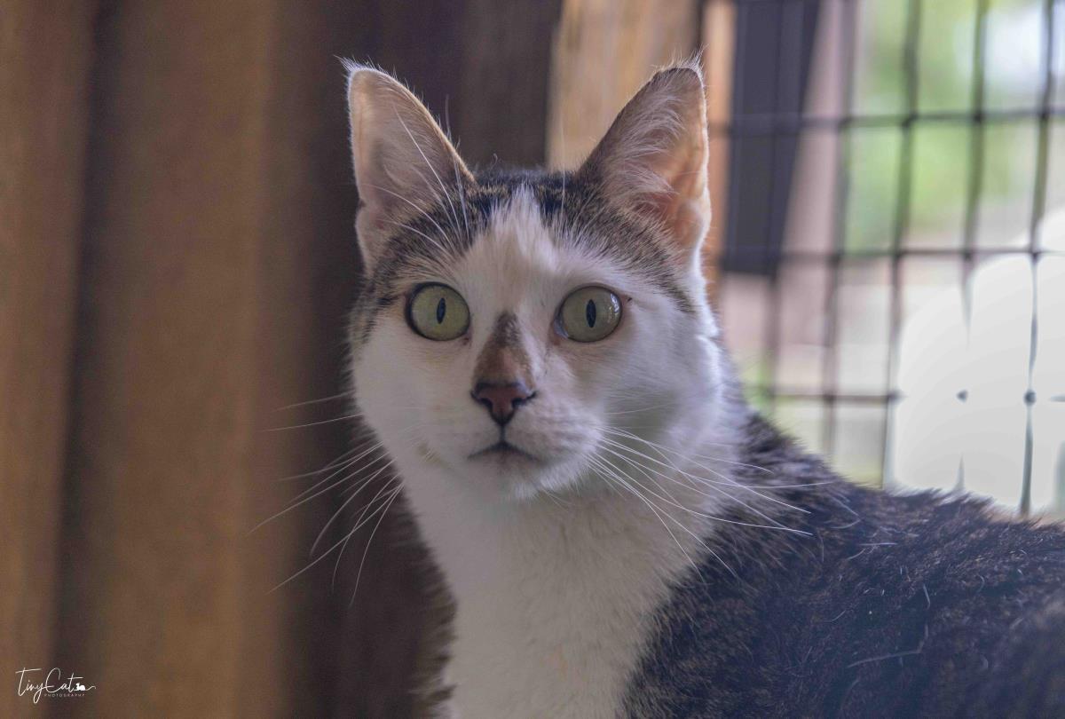 Enlarge Monica, a Adoptable mixed breed in Lincoln, CA image 1/6