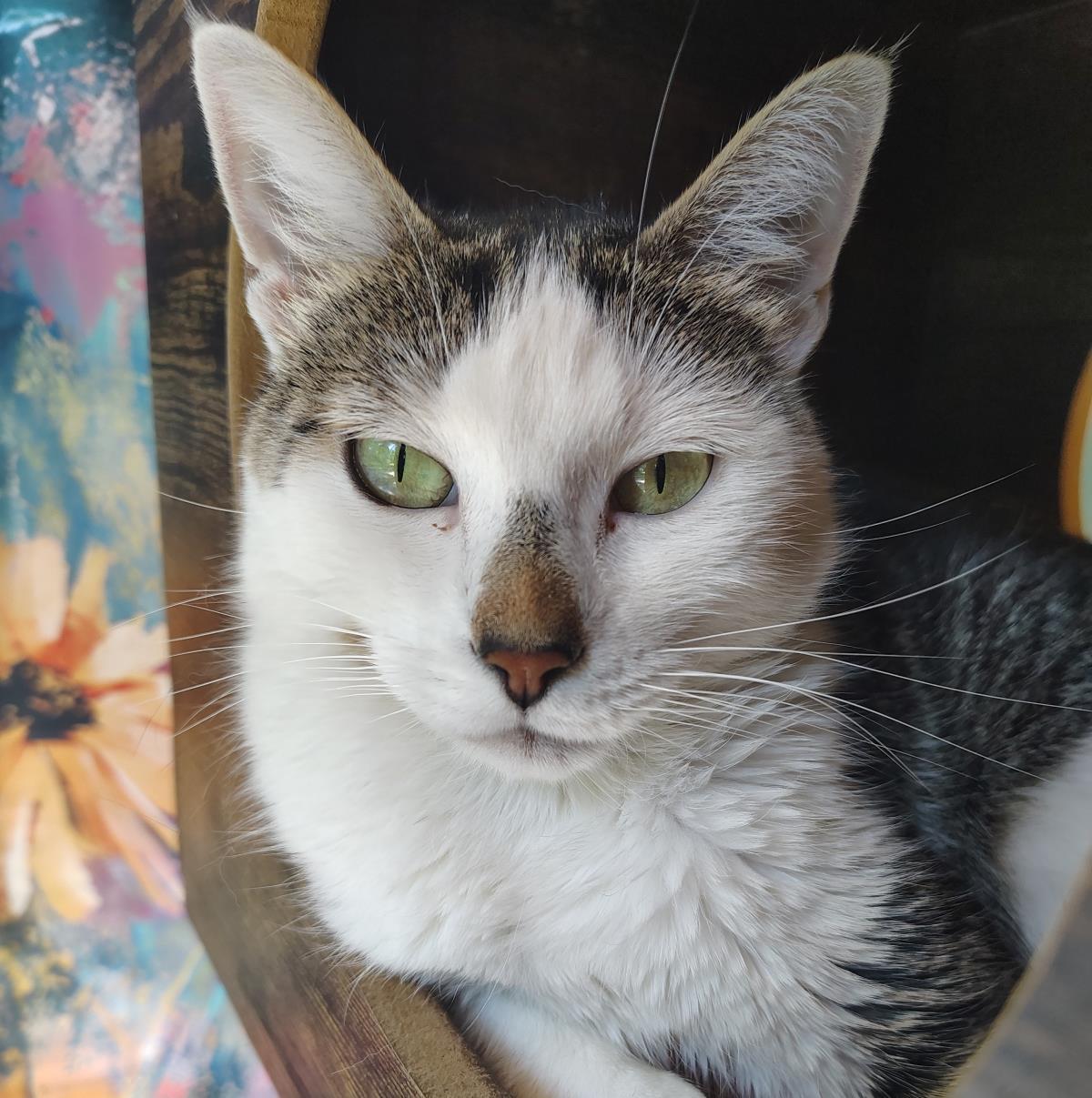 Enlarge Monica, a Adoptable mixed breed in Lincoln, CA image 2/6