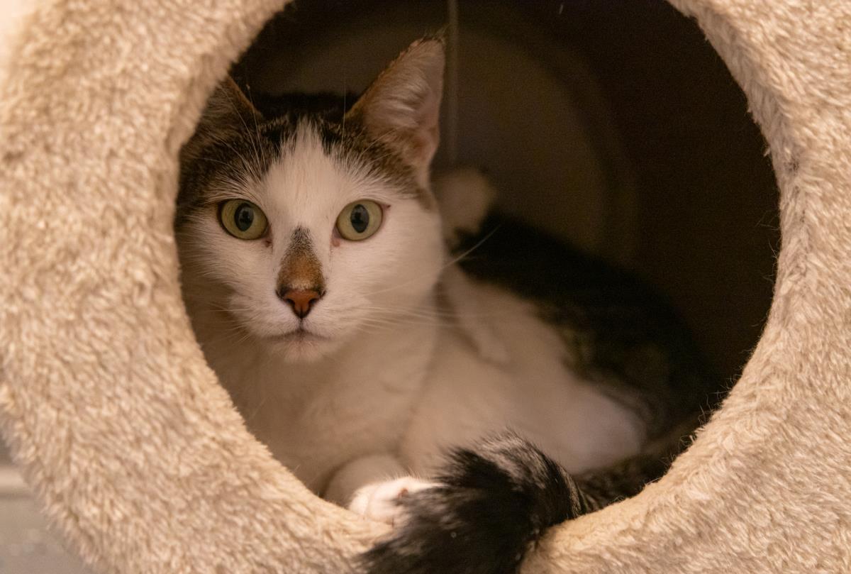 Enlarge Monica, a Adoptable mixed breed in Lincoln, CA image 3/6