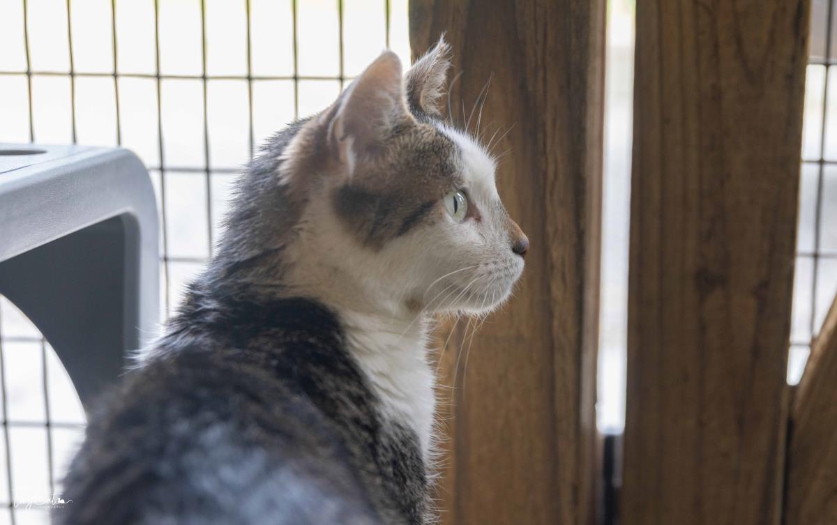 Enlarge Monica, a Adoptable mixed breed in Lincoln, CA image 4/6
