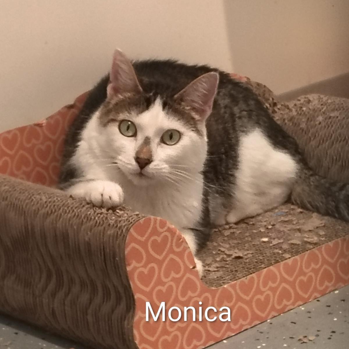 Enlarge Monica, a Adoptable mixed breed in Lincoln, CA image 5/6