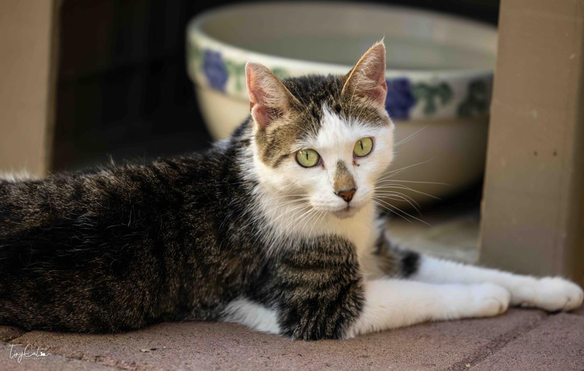 Enlarge Monica, a Adoptable mixed breed in Lincoln, CA image 6/6