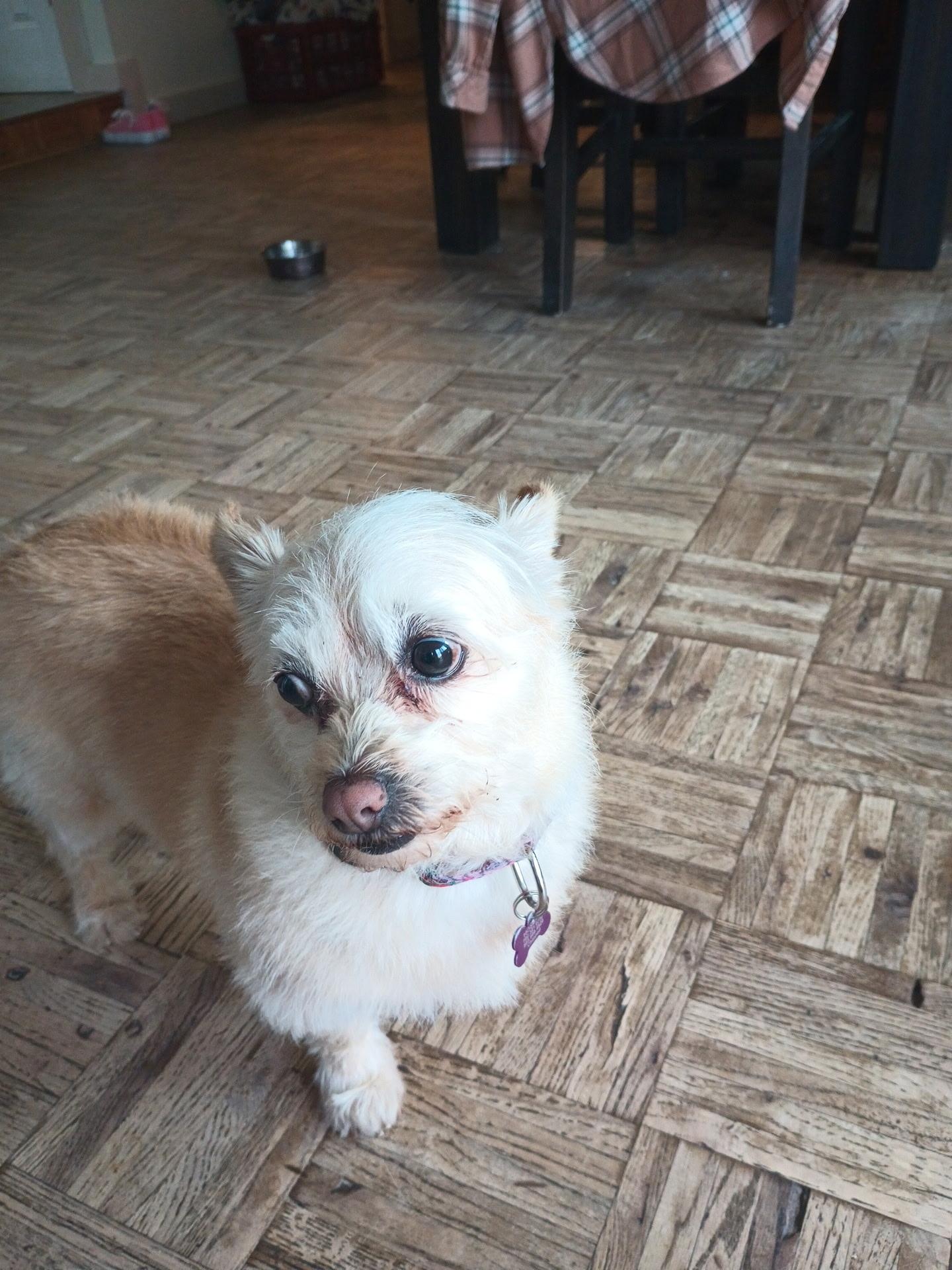 Taylor, ADOPTABLE, Senior Female Terrier.