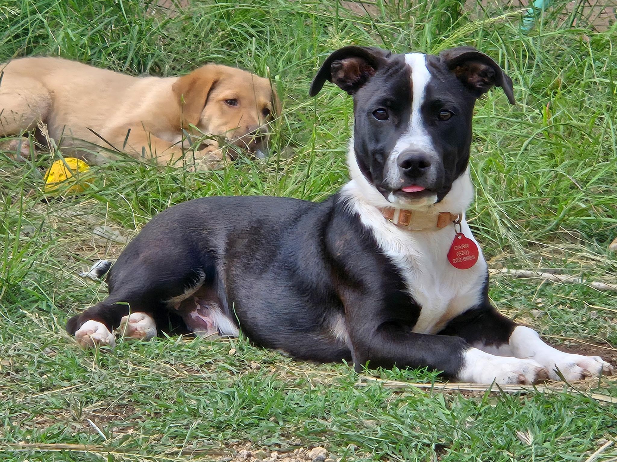 Flint, Adoptable, Young Male Terrier.