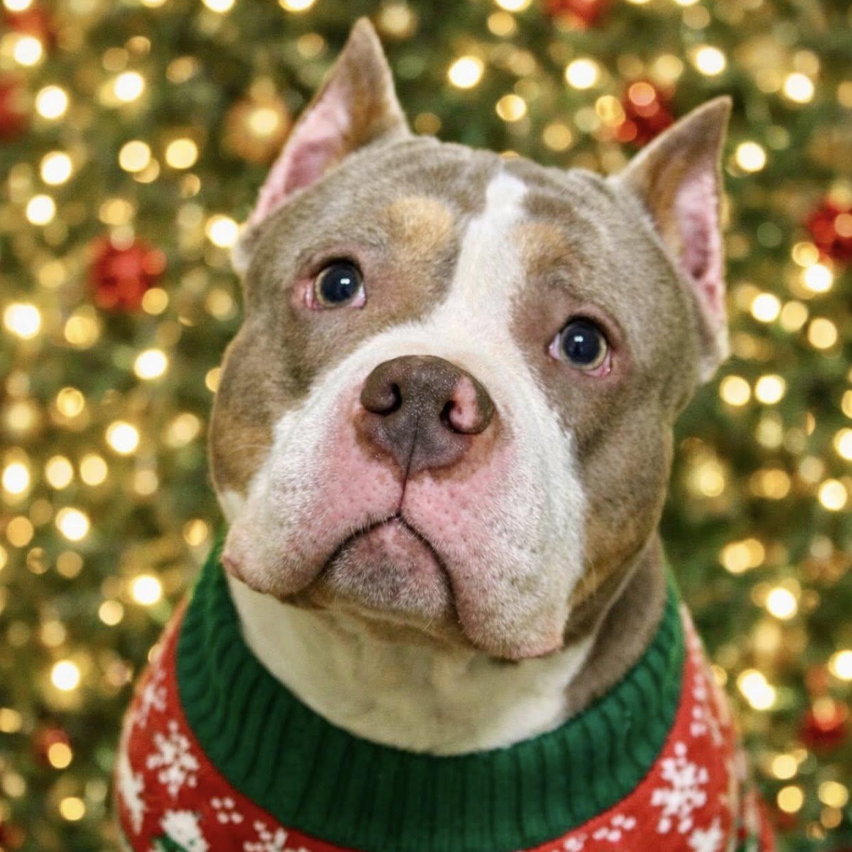 Ulysses Cuddle Bug III, ADOPTABLE, Adult Male American Bully.