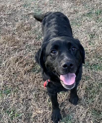 Cooner, ADOPTABLE, Senior Female Black Labrador Retriever.