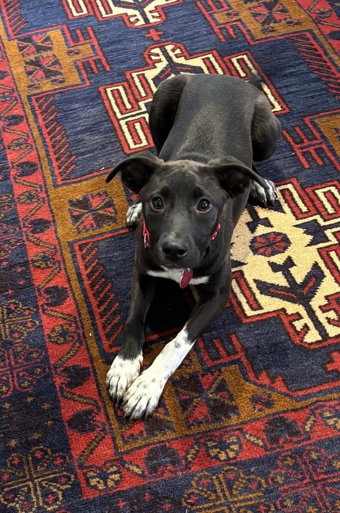 Enlarge Nightingale Songbird, a Adoptable mixed breed in Boston, MA image 1/5