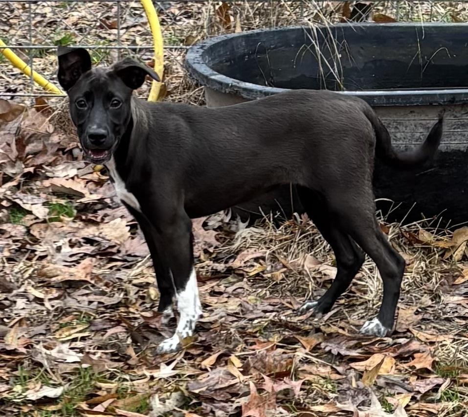 Enlarge Nightingale Songbird, a Adoptable mixed breed in Boston, MA image 3/5