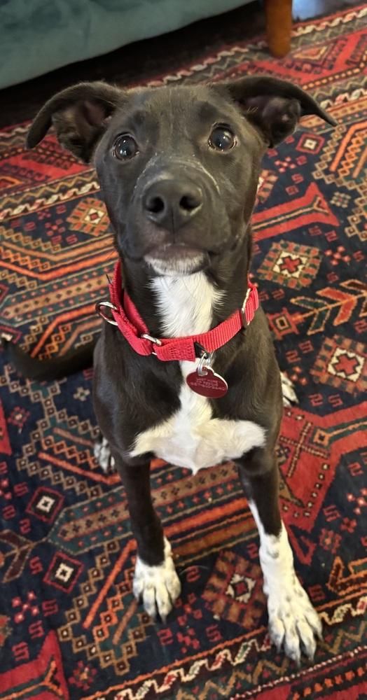 Enlarge Nightingale Songbird, a Adoptable mixed breed in Boston, MA image 4/5