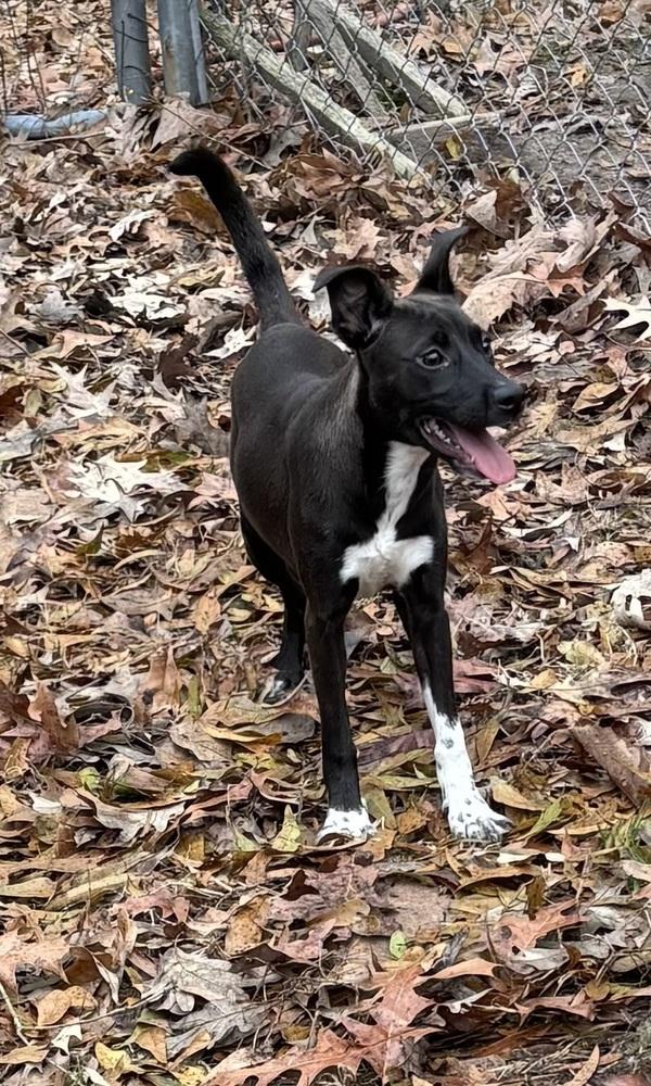 Enlarge Nightingale Songbird, a Adoptable mixed breed in Boston, MA image 5/5