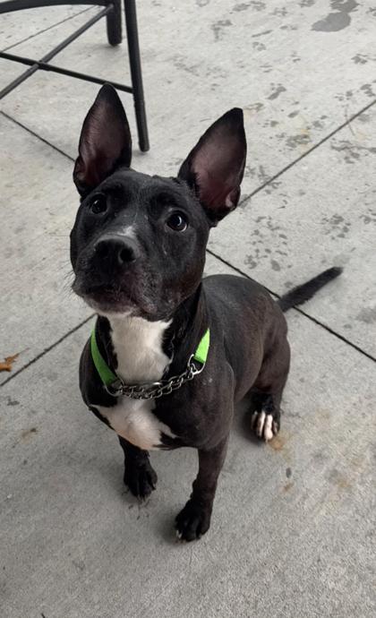 Maggie, a Adoptable Mixed Breed in Cincinnati, OH image 1/2