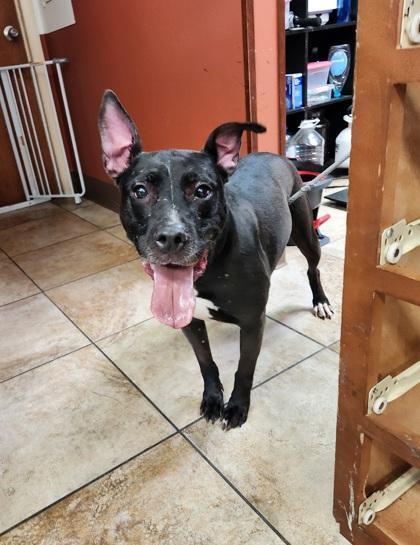 Maggie, a Adoptable Mixed Breed in Cincinnati, OH image 2/2